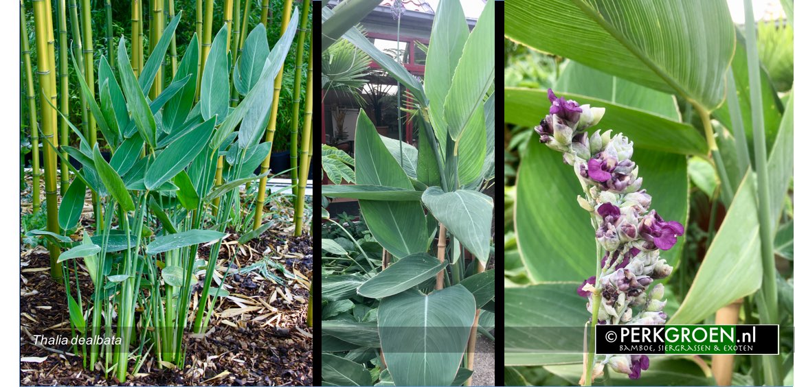 Thalia dealbata Thalia dealbata